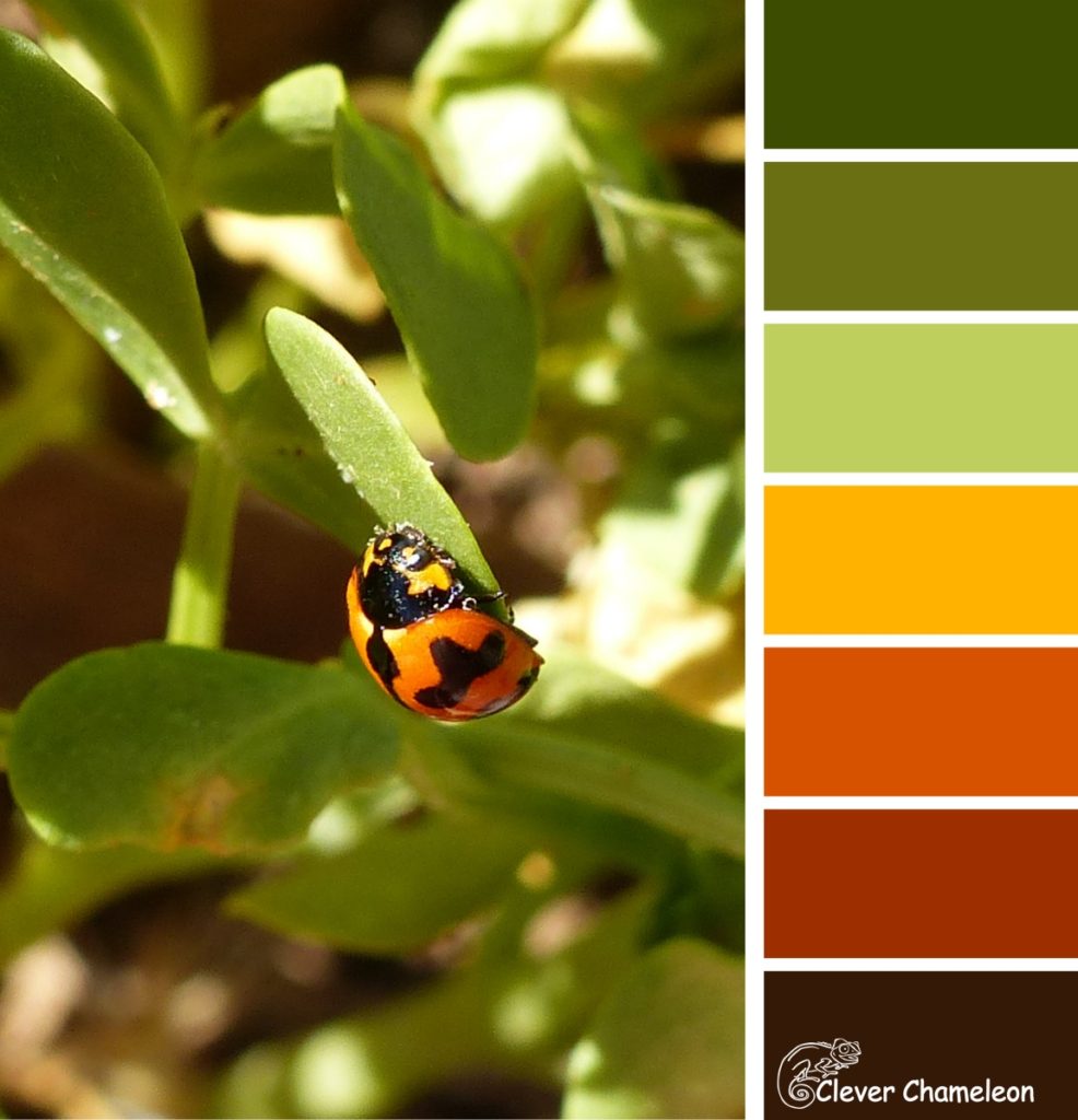 Ladybirds for Luck: Colour & Inspiration Tuesday - Clever Chameleon ...